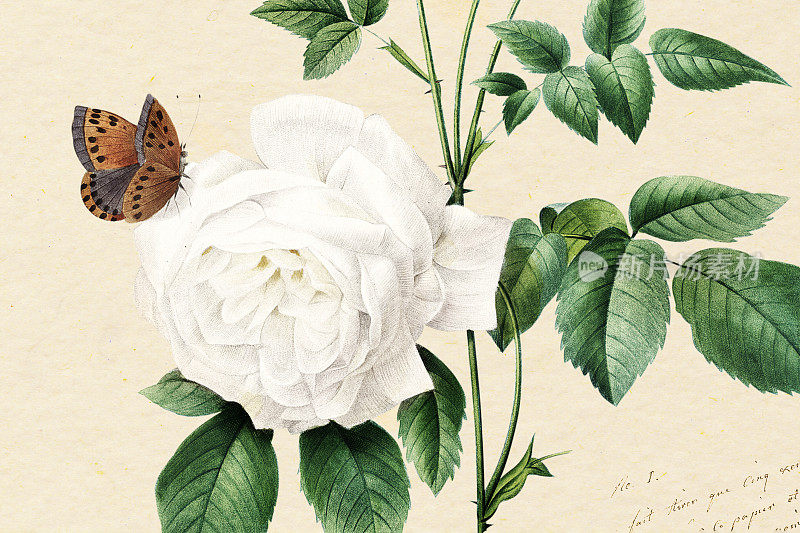 白茶玫瑰和蝴蝶|复古植物艺术